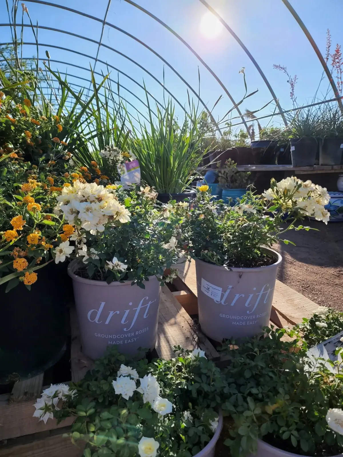 Potted Drift groundcover roses and flowering nursery plants inside the Garden Center of Las Cruces greenhouse in Las Cruces, NM Potted Drift groundcover roses and flowering nursery plants inside the Garden Center of Las Cruces greenhouse in Las Cruces, NM